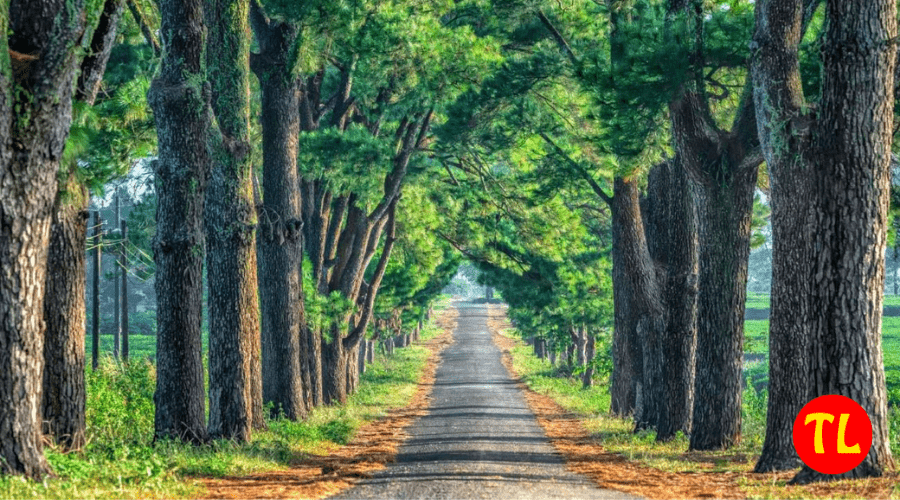 cho thuê xe du lịch