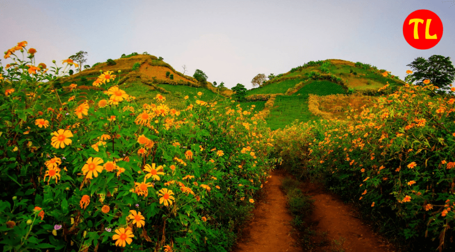 cho thuê xe du lịch