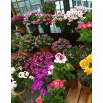 3 loại hoa đuổi muỗi hiệu quả mà ai cũng nên trồng trong nhà