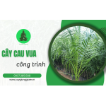 Cây Cau Vua công trình - Cơ Sở Cây Giống Đồng Nai