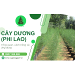 Cây Dương (Phi Lao) - Tổng quan về giống cây, cách trồng và chăm sóc