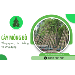 Cây móng bò công trình - Đặc điểm, cách trồng và chăm sóc