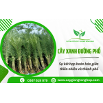 Cây xanh đường phố – Sự kết hợp hoàn hảo giữa thiên nhiên và thành phố