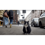 Chú mèo béo kéo cả ngàn du khách về cho thành phố Szczecin tại Ba Lan