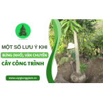 Những lưu ý cần biết khi bứng (nhổ) và vận chuyển cây công trình