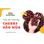 Cơn sốt trái cây Cherry đã trở lại! Ghé Yumi Fruit thưởng thức ngay