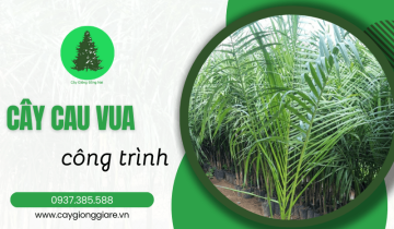 Cây Cau Vua công trình - Cơ Sở Cây Giống Đồng Nai
