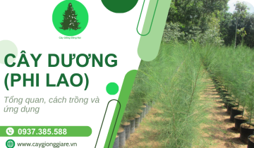 Cây Dương (Phi Lao) - Tổng quan về giống cây, cách trồng và chăm sóc