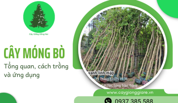 Cây móng bò công trình - Đặc điểm, cách trồng và chăm sóc