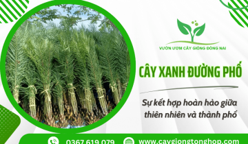 Cây xanh đường phố – Sự kết hợp hoàn hảo giữa thiên nhiên và thành phố