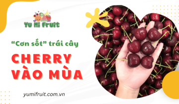 Cơn sốt trái cây Cherry đã trở lại! Ghé Yumi Fruit thưởng thức ngay