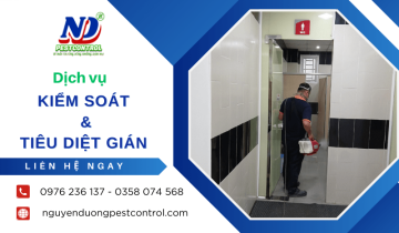 Dịch vụ kiểm soát và tiêu diệt gián chuyên nghiệp