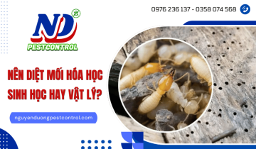 Diệt mối bằng phương pháp hóa học, sinh học, vật lý - Đâu là giải pháp nên chọn