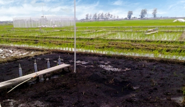 Giải pháp trung hòa carbon trong sản xuất cây lương thực