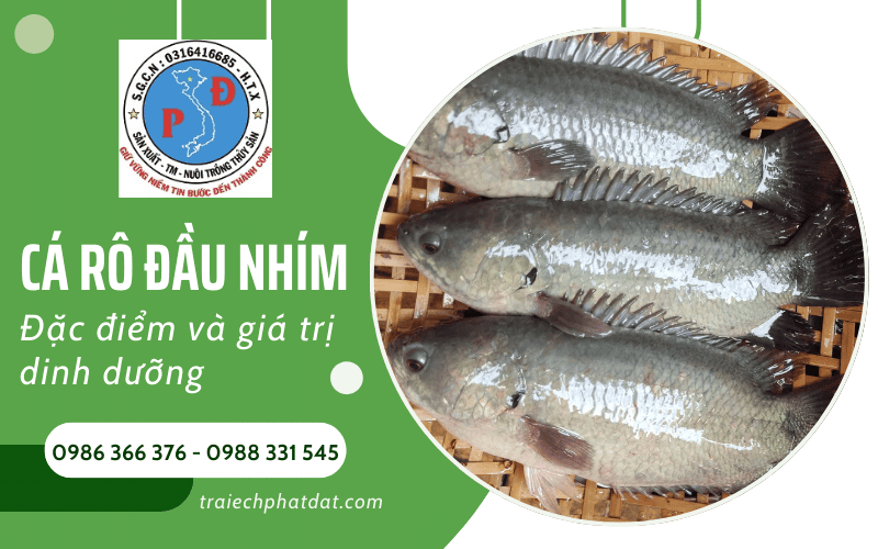 cá rô đầu nhím