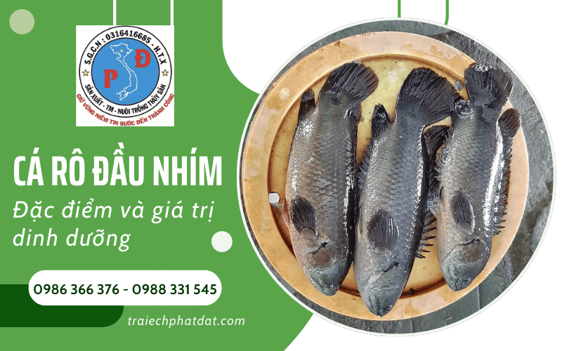 cá rô đầu nhím