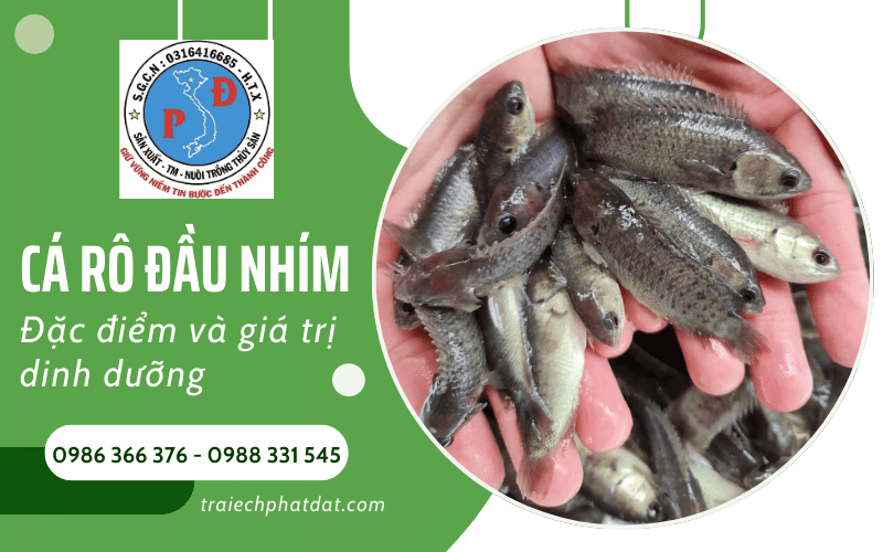 cá rô đầu nhím