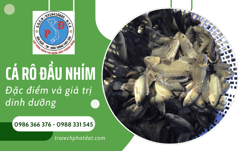 cá rô đầu nhím