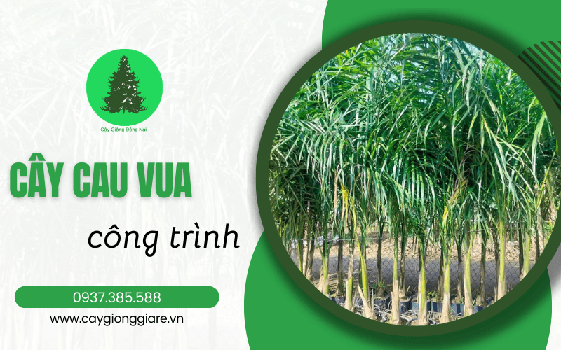 cây cau vua công trình