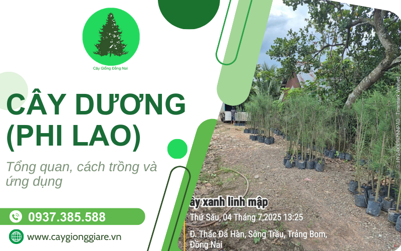 cây dương