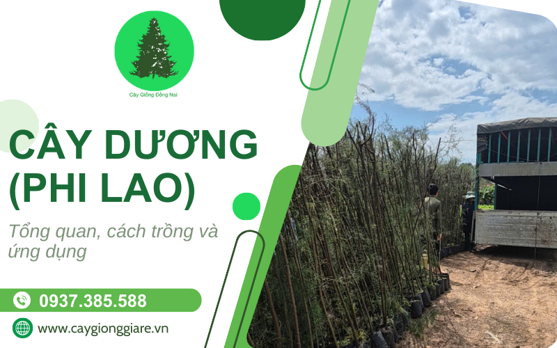 cây dương