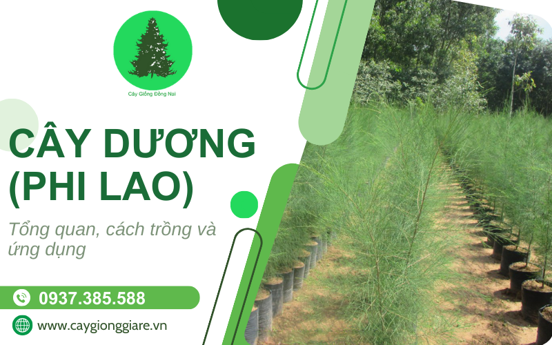 cây dương