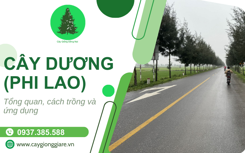 cây dương