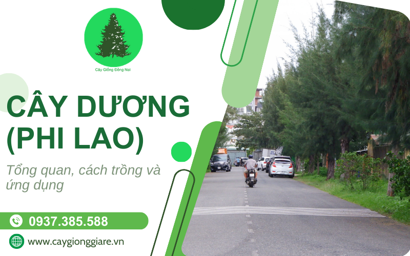 Cây phi lao