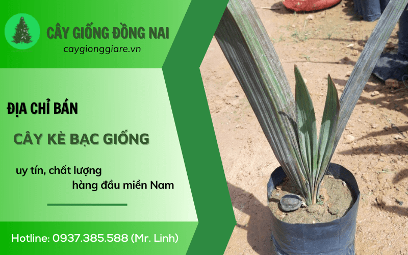 Cây Kè Bạc