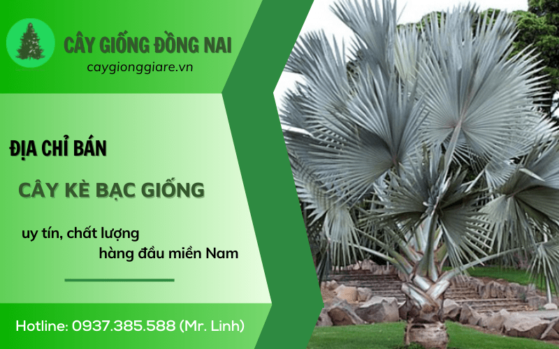 Cây Kè Bạc