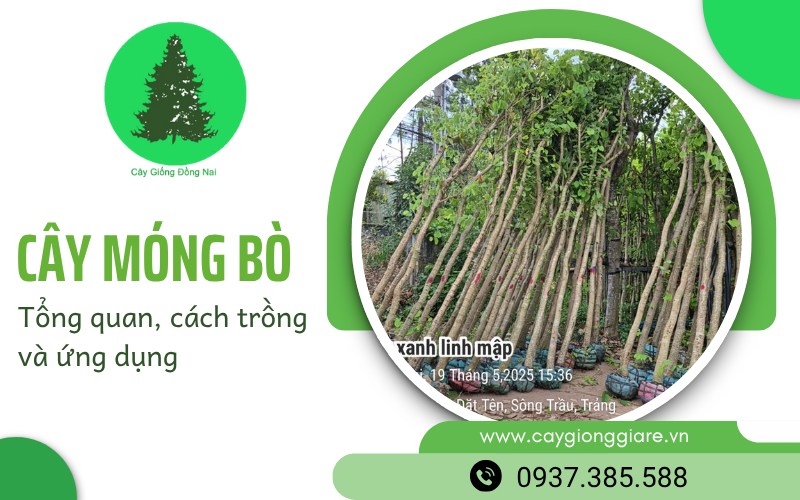 cây móng bò