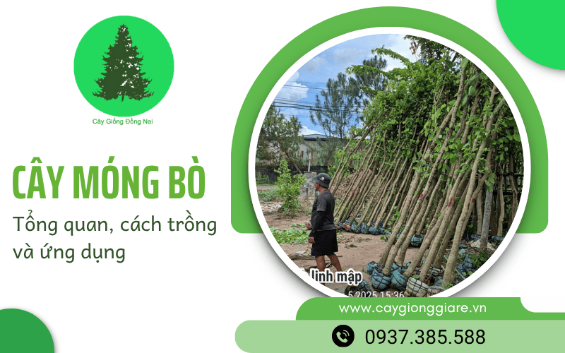 cây móng bò