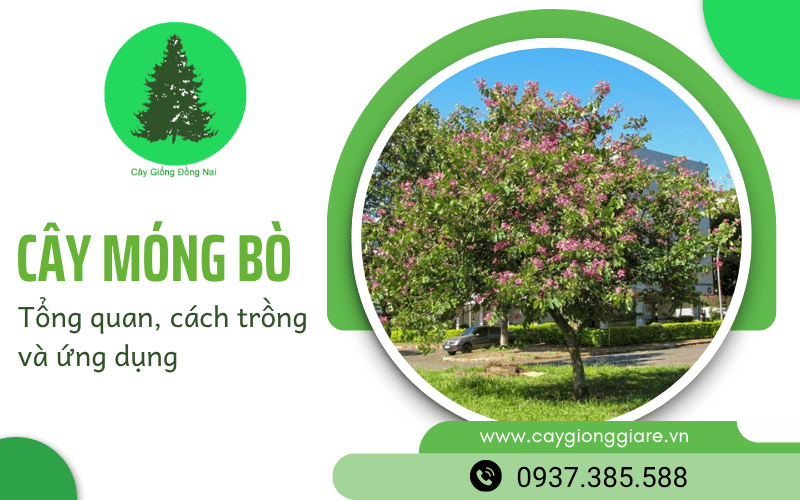 cây móng bò trồng đường phố