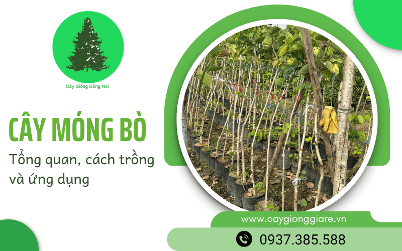 kỹ thuật trồng cây móng bò