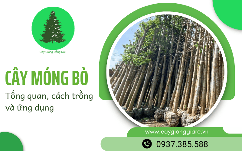 cây móng bò