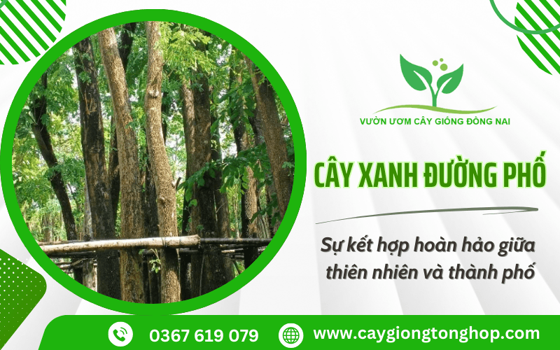 cây xanh đường phố