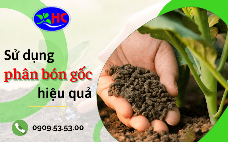 phân bón gốc