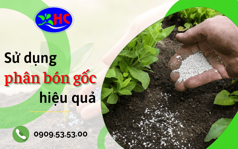 phân bón gốc