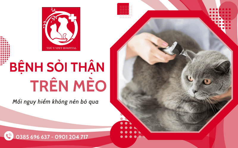 bệnh sỏi thận ở mèo