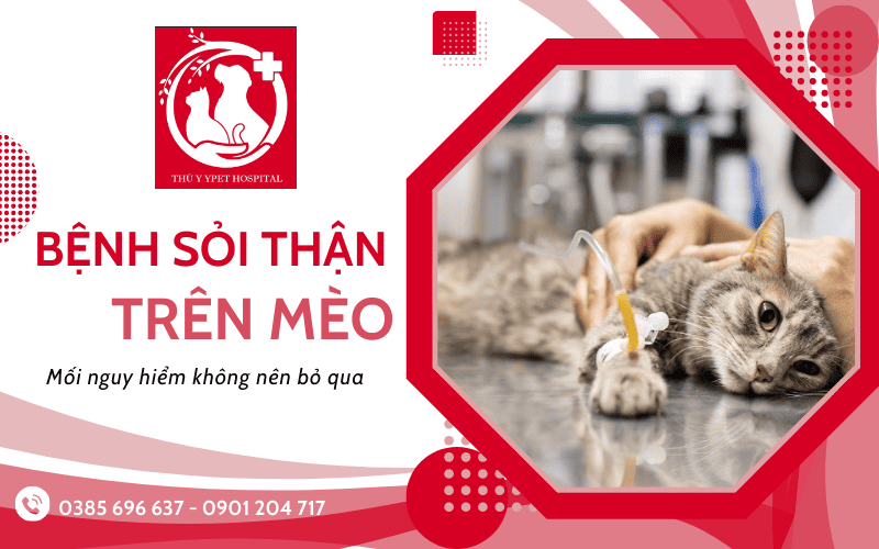 bệnh sỏi thận ở mèo