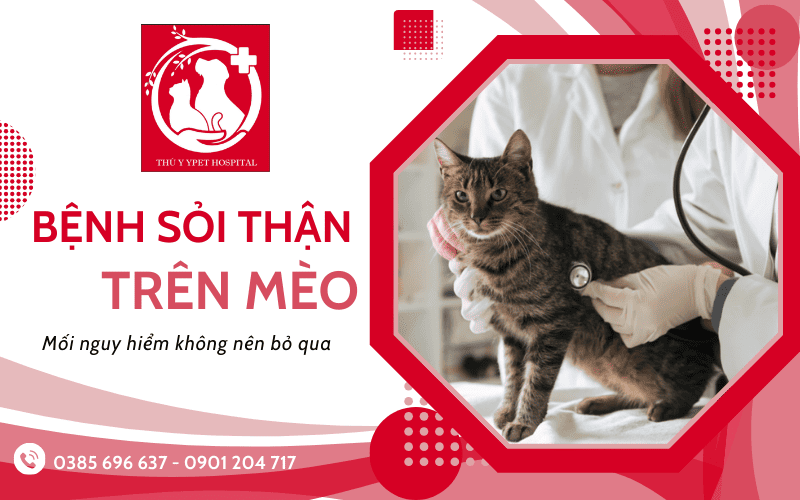 bệnh sỏi thận ở mèo