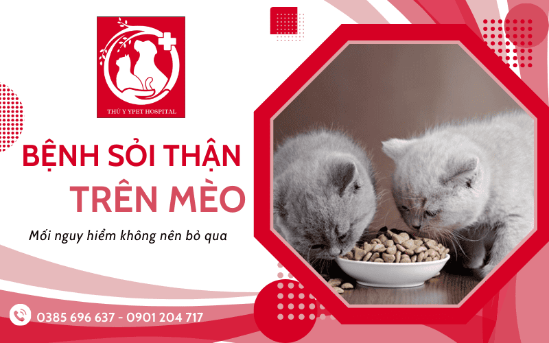 bệnh sỏi thận ở mèo