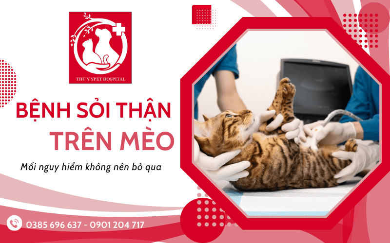 bệnh sỏi thận ở mèo