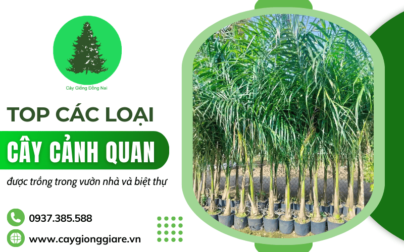 cây cảnh quan sân vườn