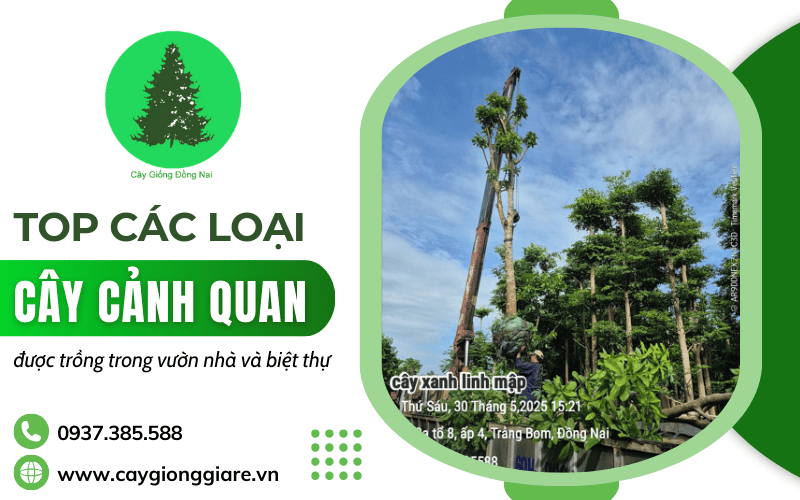 cây cảnh quan sân vườn