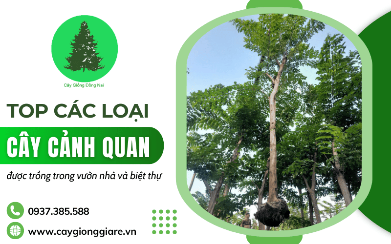cây cảnh quan biệt thự